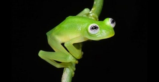 Video: Meet Kermit the Frog’s real-life doppleganger by Howard Portnoy