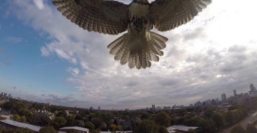 Drone versus hawk; hawk wins (Video) by Michael Dorstewitz