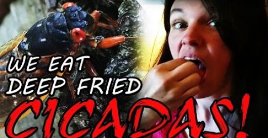 Video: How to cook and eat cicadas by LU Staff