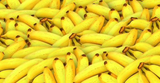 Best type of banana could be wiped out; Genetically modified bananas could prevent that by LU Staff