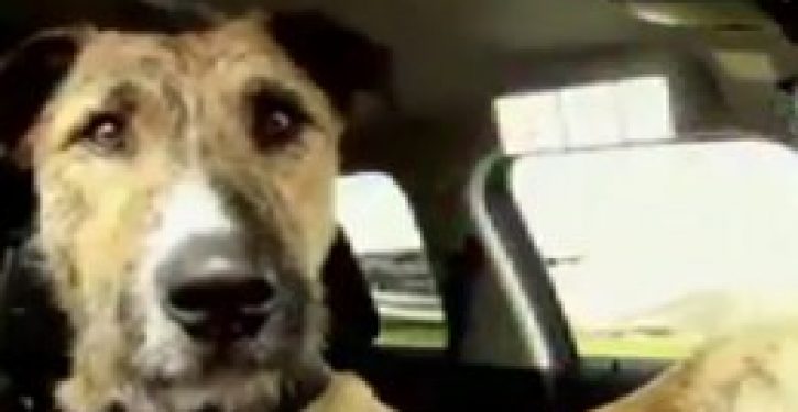 New Zealand dogs pass their driving tests