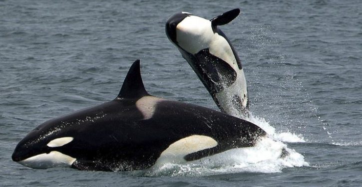 Grief-sticken orca mother refuses to leave her dead calf behind