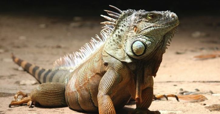 Floridian finds tasty way of dealing with iguana infestation