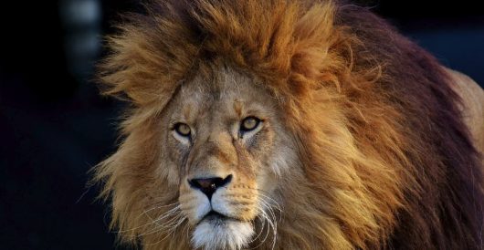 Lions proliferate in Indian state despite growing human population and polluted rivers by Hans Bader