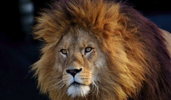 Lions proliferate in Indian state despite growing human population and polluted rivers by Hans Bader
