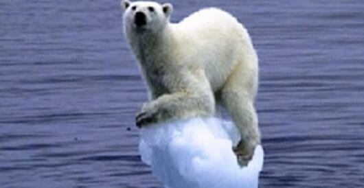 Polar bears adapt to warmer climate by Hans Bader