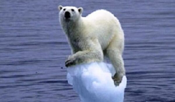 Polar bears adapt to warmer climate by Hans Bader