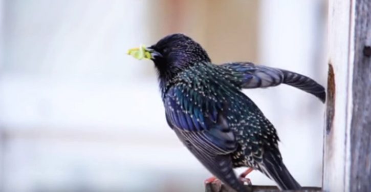 American buildings kill a billion birds a year. Architectural changes could save them