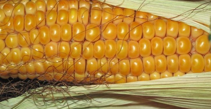 Genetic engineering in China leads to corn yield breakthrough