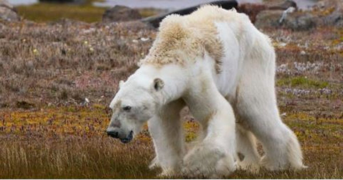 Photographer admits viral video of polar bear dying from climate change ...