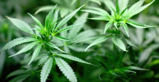 Marijuana Farms Are Springing Up In One Red State: ‘Smells Like Weed All The Damn Time’ by Daily Caller News Foundation