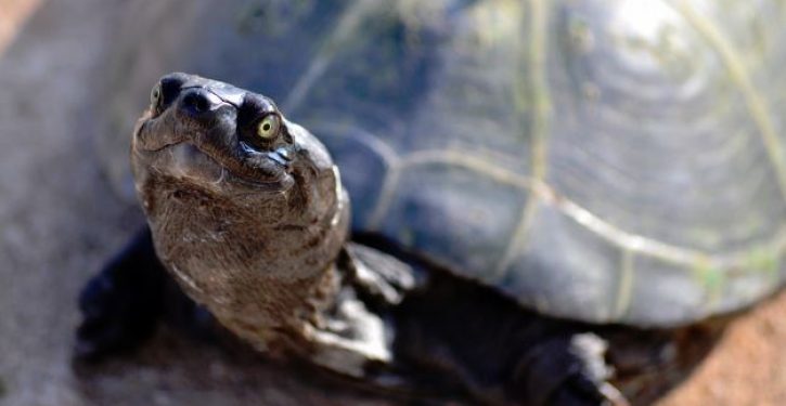 Sea turtle nests triple in Florida