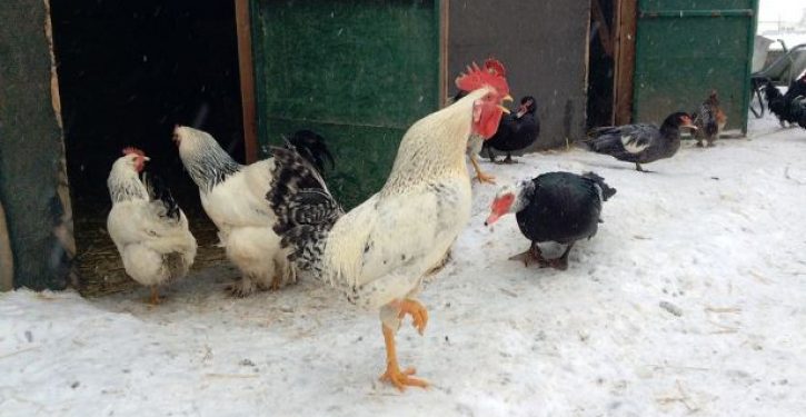 Swedish town spread chicken manure in park to deter public Walpurgis Night celebration
