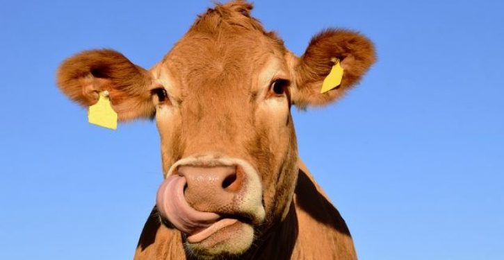 Scientists create cow that produces human insulin in its milk