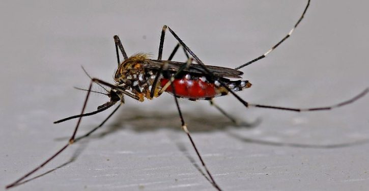 Brazil will release millions of bacteria-infected mosquitoes to fight dengue fever