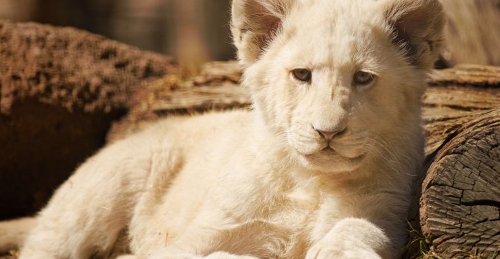 Fury over rare white lion being auctioned off ‘to be shot by trophy hunters’