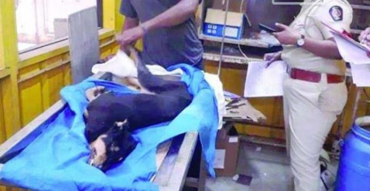 Dog tortured and ‘raped’ by drug addicts dies of injuries