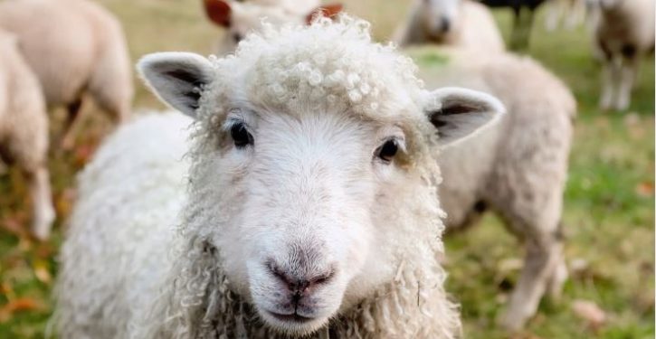 PETA urges English village of Wool to change its name, which promotes ‘cruelty to sheep’