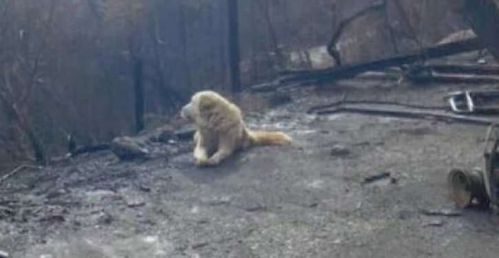 Dog waited weeks for owners at home burned in Camp fire