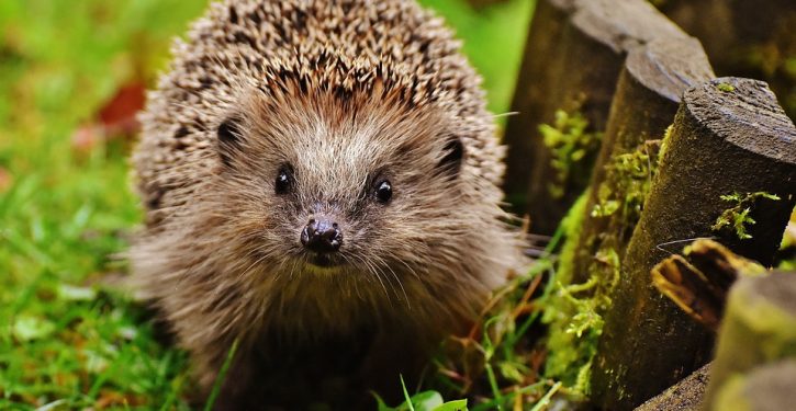 Stop snuggling hedgehogs, CDC urges amid salmonella outbreak