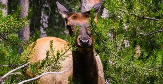 Colorado builds bridges and tunnels for animals by LU Staff