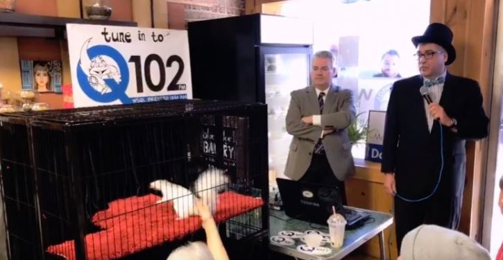 Move over, groundhog: NC town has white squirrel that predicts weather