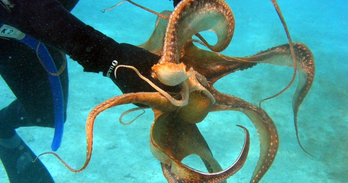 octopus predators octopus predators