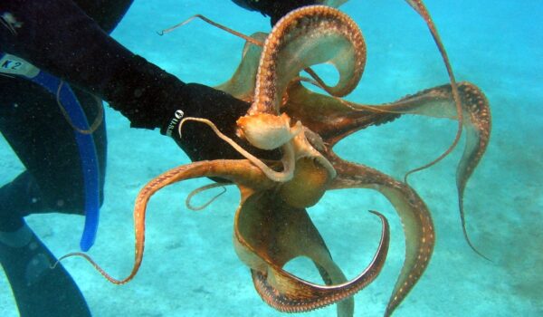 We Have No Idea How Much Pentagon Spent On Octopus ‘Hypnosis,’ Monkey Mind-Reading Studies by Daily Caller News Foundation