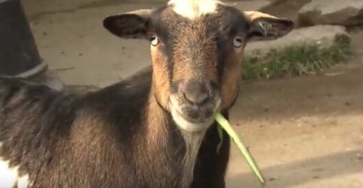 A Quick Bible Study Vol. 287 – The Yom Kippur Scapegoat Was Crucified on the Cross by Myra Kahn Adams