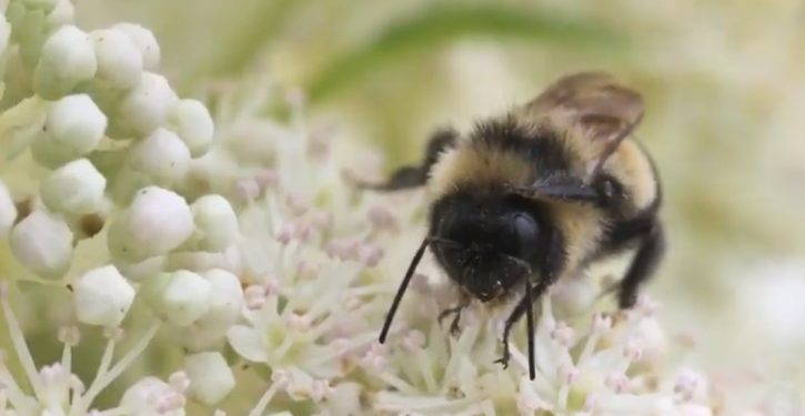German entomology enthusiasts: The bugs are facing extinction