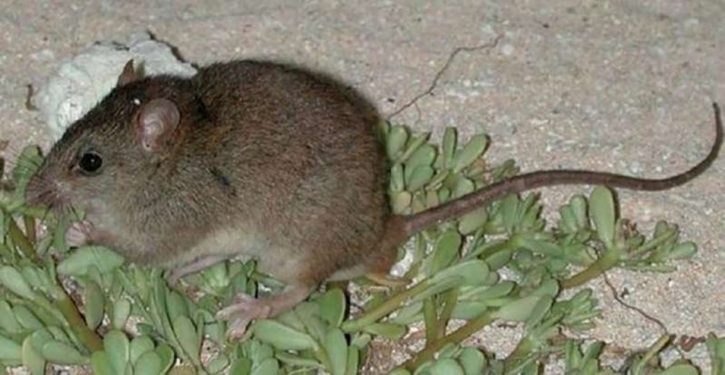 CDC warns of ‘unusual or aggressive rodent behavior’ in search for new food sources