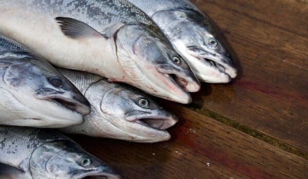 Salmon return after 200 years by Hans Bader