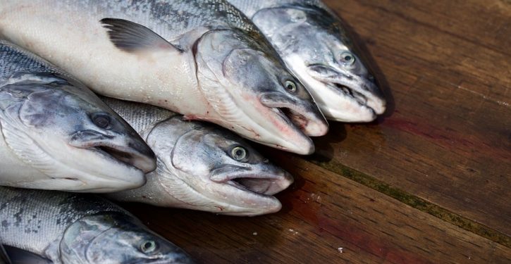 California and the $178 million salmon (that’s the cost per fish; all 5 of them)