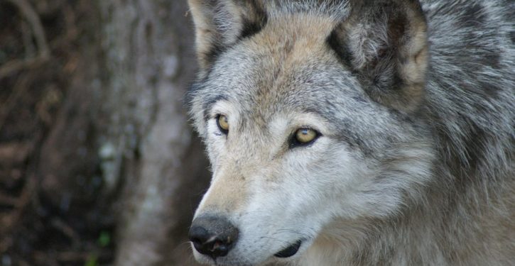 Metaphor for COVID-fear selfishness? Urban Colorado unleashes wolves on ranchers, farmers