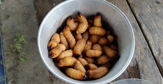 Scientists tout maggot sausages as meat alternative by Hans Bader
