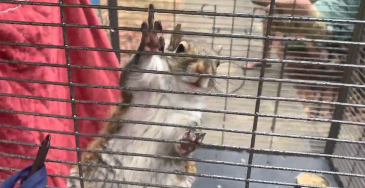 ‘Bloodthirsty’ squirrel attacks 18 people in small village