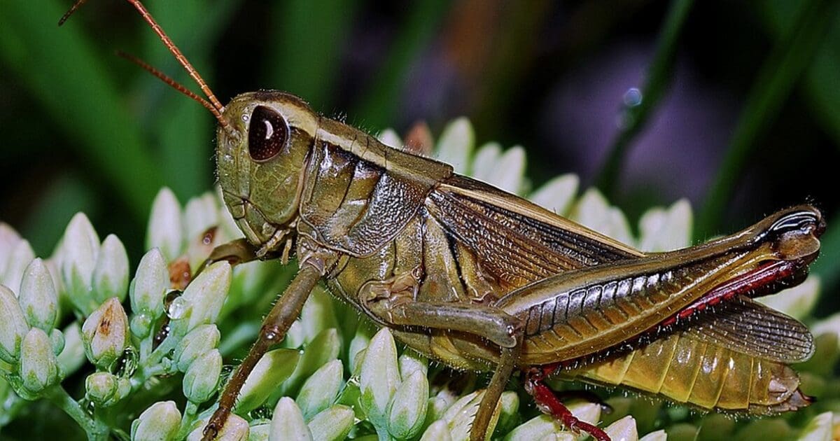 Caterpillars for your nutritional needs Liberty Unyielding