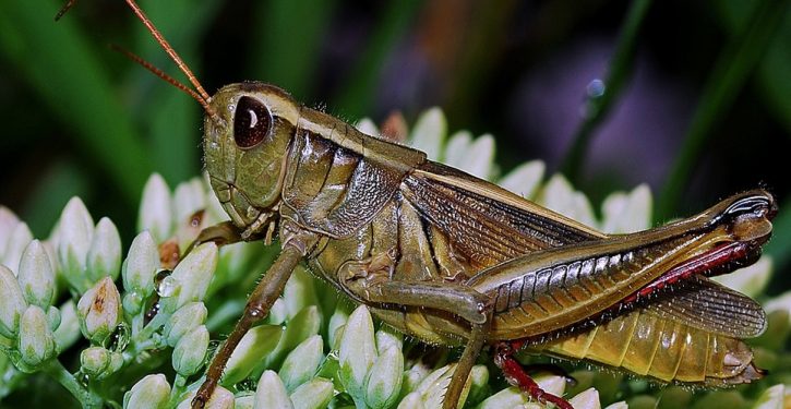 Caterpillars for your nutritional needs