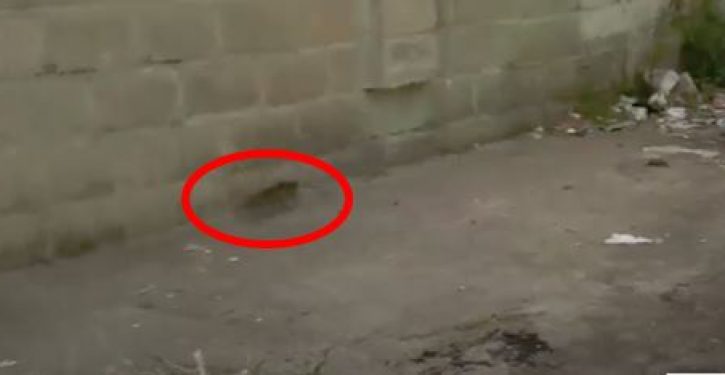 VIDEO: As if on cue, rat scurries across screen in news report from Cummings’s district