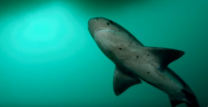 Fisherman lands shark; hero dog saves him when shark bites, opens artery