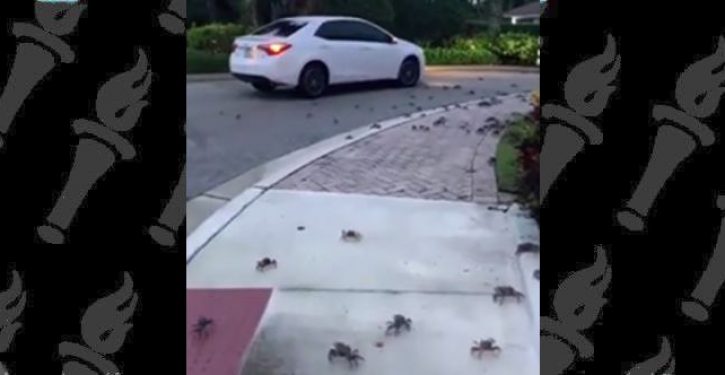 VIDEO: Crabnado — crabs invade Florida neighborhood