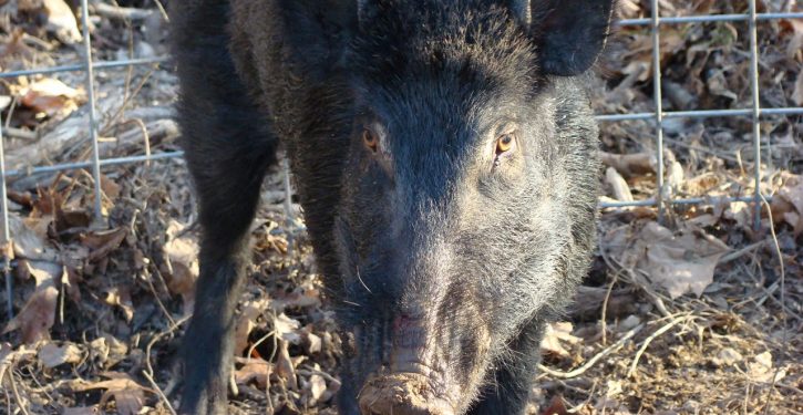 Man goes viral for asking about shooting feral hogs amid gun control debate