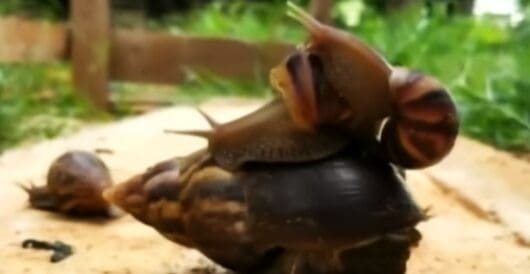 Snail once thought to be extinct is now thriving by Hans Bader