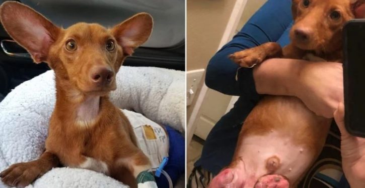 Three arrested after pooch found with legs ‘sawed off’