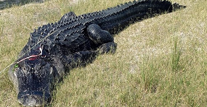 Florida man, found partially eaten in alligator’s mouth, died beforehand from meth OD