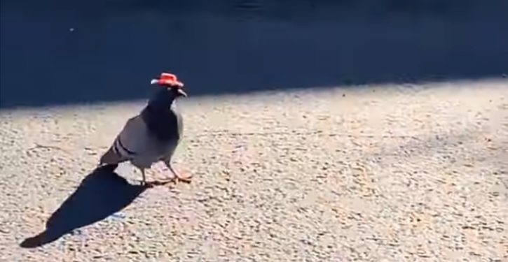 Las Vegas: Someone is putting tiny cowboy hats on local pigeons