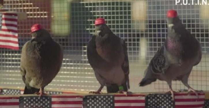 Anti-Trump group releases pigeons with MAGA hats glued to their heads in Las Vegas