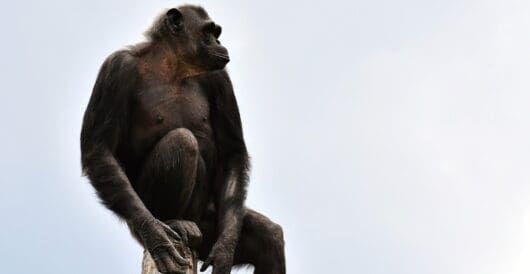 State Supreme Court Is Asked To Grant Chimps Human Rights by Hans Bader