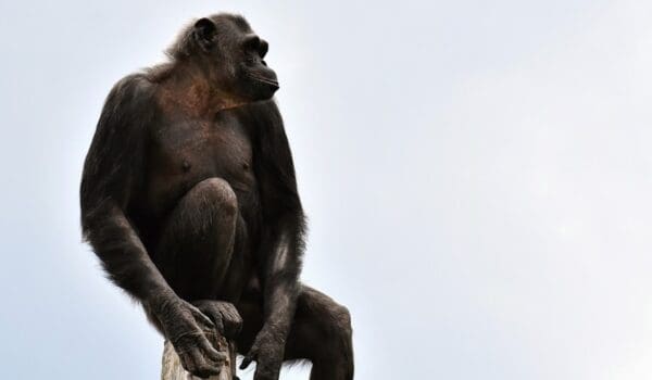 State Supreme Court Is Asked To Grant Chimps Human Rights by Hans Bader