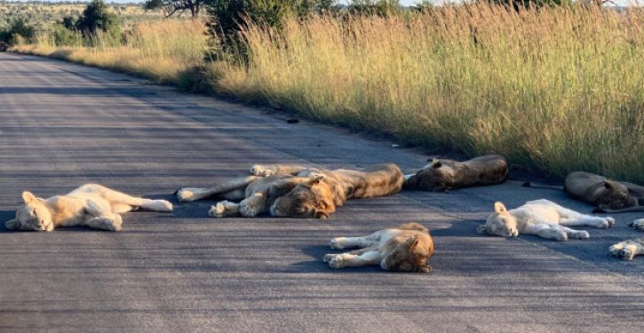 Wild animals are reclaiming the streets during coronavirus lockdown